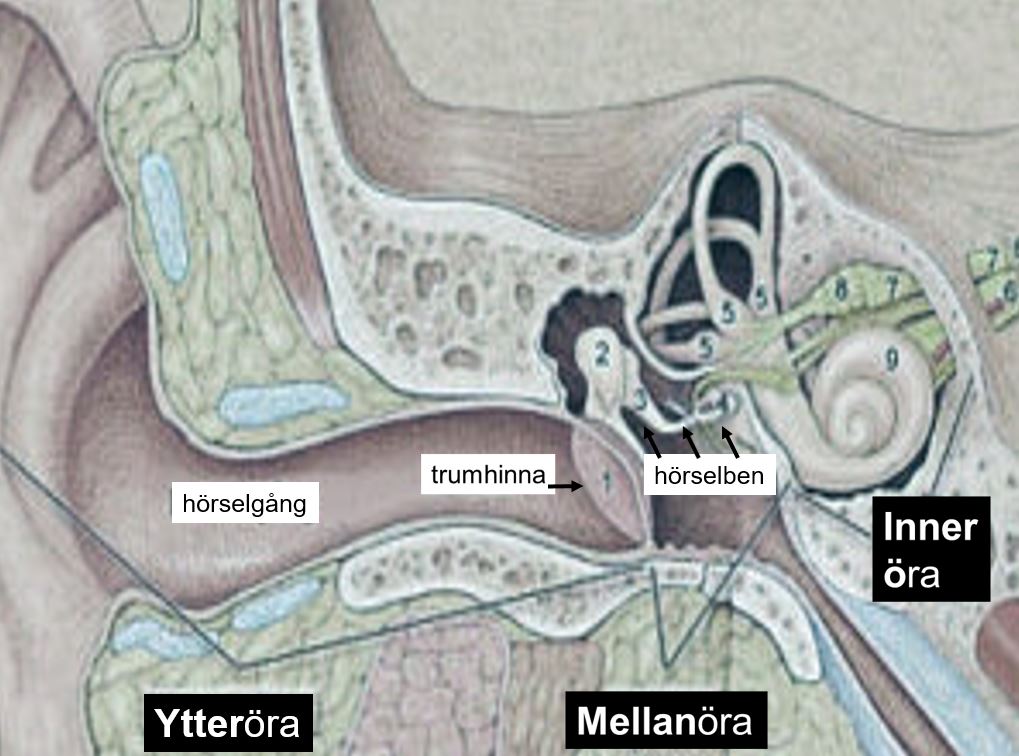 Tympanometri - Balanslaboratoriet